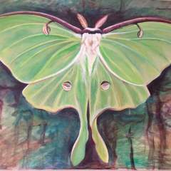 Luna Moth