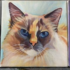 Himalayan Cat Portrait